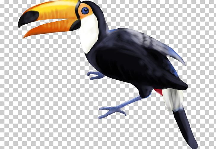 Bird Toucan Piciformes Beak Hornbill PNG, Clipart, Animal, Animals, Beak, Bird, Fauna Free PNG Download