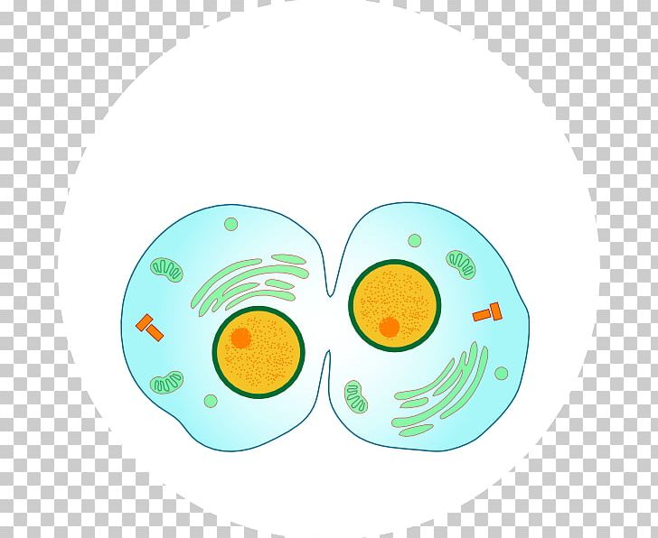Mitosis Cytokinesis Cell Division Anaphase PNG, Clipart, Anaphase, Cell, Cell Cycle, Cell Division, Cell Nucleus Free PNG Download