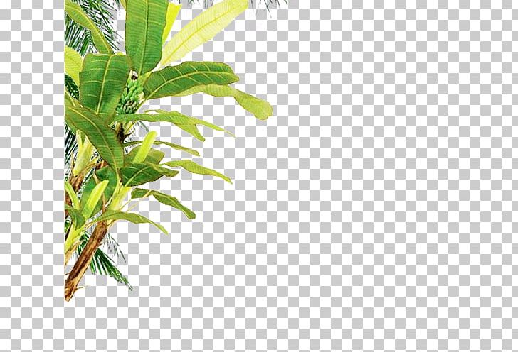 Tree Computer File PNG, Clipart, Autumn Tree, Banana, Beach, Beach Vector, Branch Free PNG Download