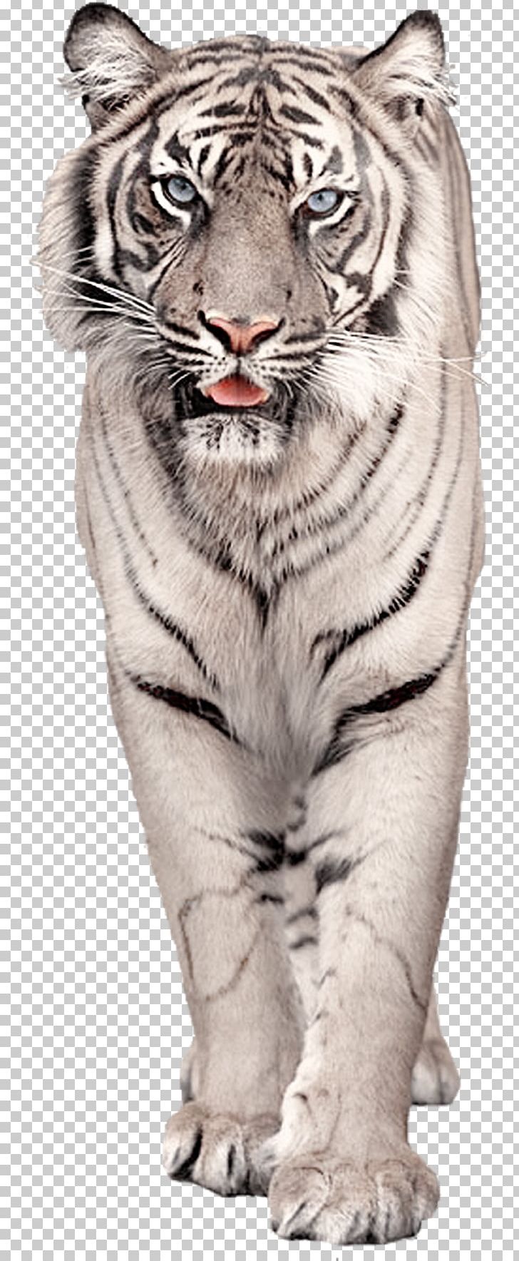 White Tiger Cat PNG, Clipart, Animal, Animals, Bengal Tiger, Big Cats, Black Tiger Free PNG Download