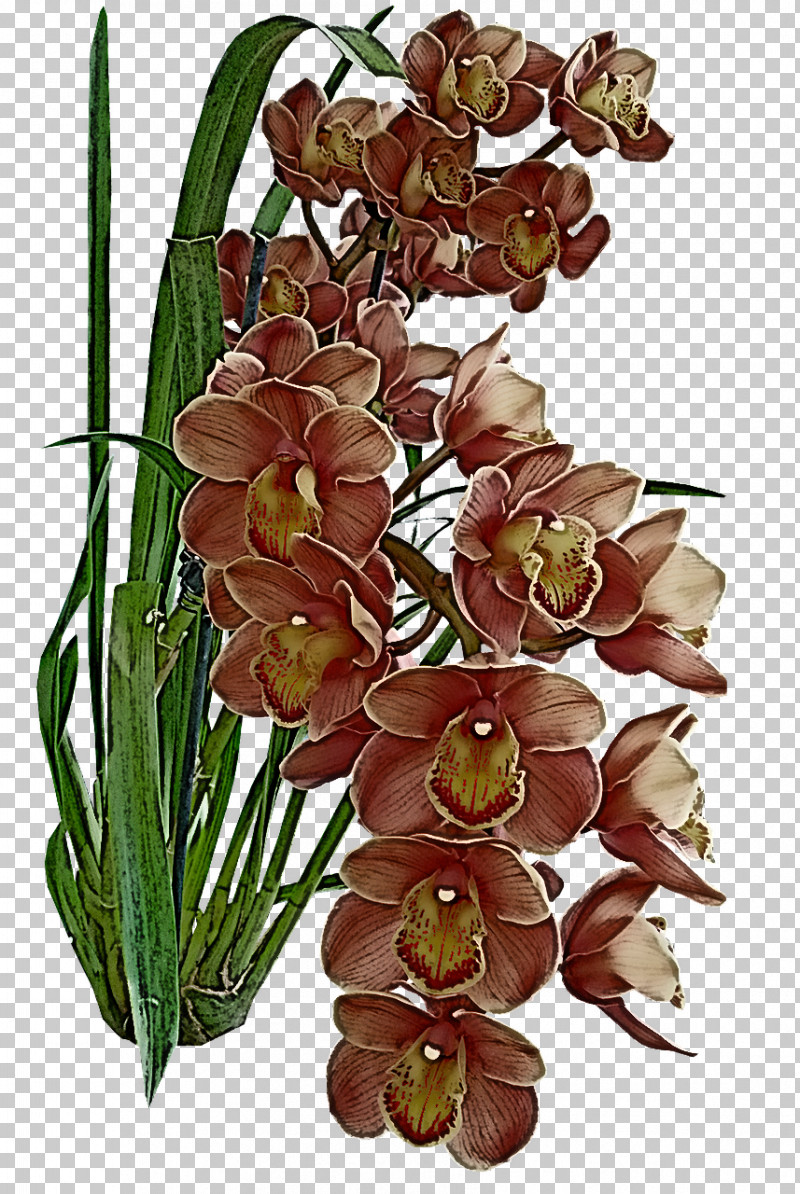 Floral Design PNG, Clipart, Cut Flowers, Dendrobium, Floral Design, Flower, Flower Bouquet Free PNG Download