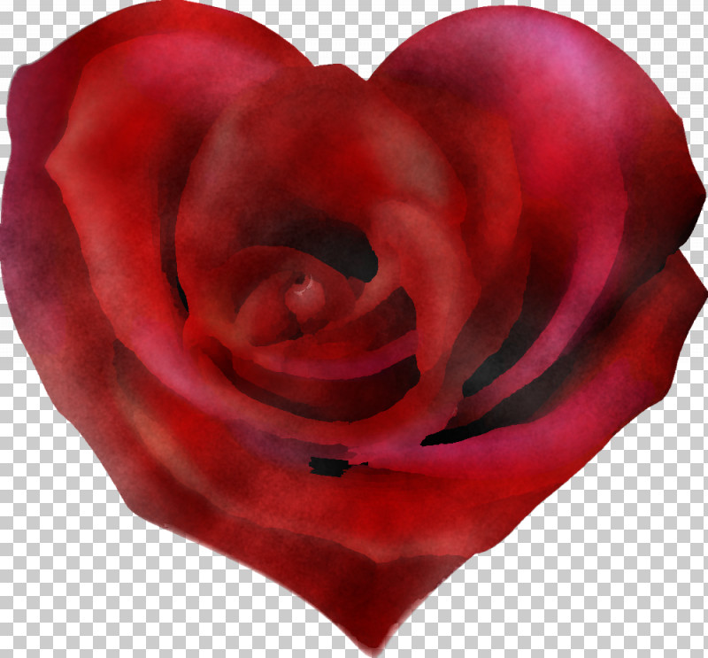 Garden Roses PNG, Clipart, Closeup, Floribunda, Flower, Garden Roses, Heart Free PNG Download