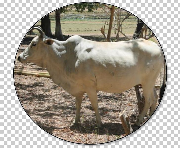 Carabao Philippines Beef Cattle Goat Livestock PNG, Clipart, Animals, Beef Cattle, Breed, Carabao, Cattle Free PNG Download