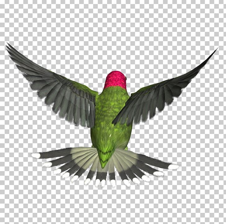 Hummingbird PNG, Clipart, Animals, Bbcode, Beak, Bee Hummingbird, Bird Free PNG Download