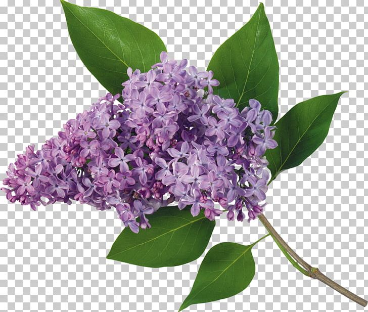 Lilac Flower Frames PNG, Clipart, Color, Display Resolution, Drawing, Flower, Lilac Free PNG Download