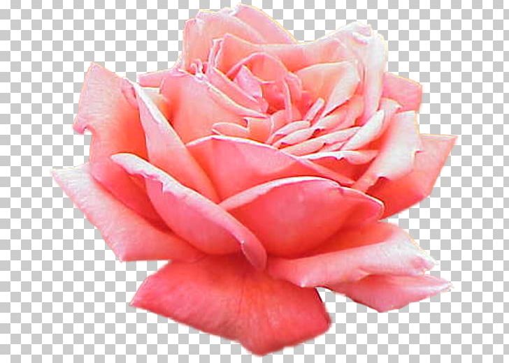 Rose Pink PNG, Clipart, China Rose, Closeup, Color, Cut Flowers, Desktop Wallpaper Free PNG Download