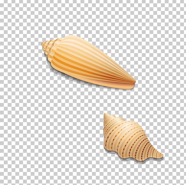 Seashell Ice Cream Cone PNG, Clipart, Beach, Bubble, Cartoon Conch, Cockle, Conch Free PNG Download