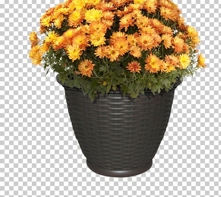 Chrysanthemum Flower Orange Plant PNG, Clipart, Artificial Flower, Chrysanthemum, Chrysanths, Clip Art, Container Garden Free PNG Download