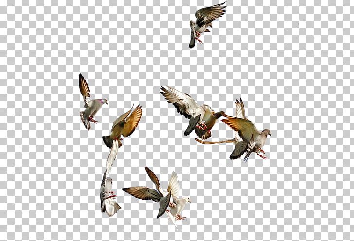 Columbidae Bird Typical Pigeons Png Clipart 3d Computer Graphics Animal Animals Beak Bird Free Png Download