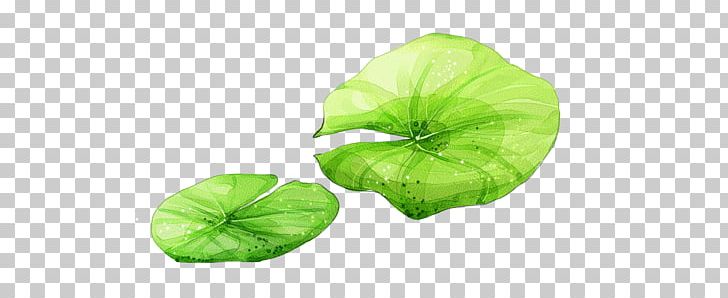 Leaf Nelumbo Nucifera Lotus Effect PNG, Clipart, Annual Plant, Autumn Leaf, Designer, Download, Gap Free PNG Download