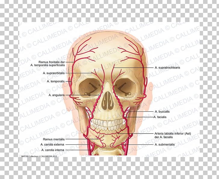 Supraorbital Artery Supratrochlear Artery Supratrochlear Nerve Facial Artery PNG, Clipart, Anatomy, Artery, Bone, Cheek, Chin Free PNG Download
