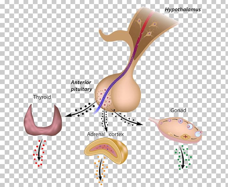 Anterior Pituitary Pituitary Gland Posterior Pituitary Hypophyseal Portal System Hormone PNG, Clipart, Anatomy, Anterior Pituitary, Ear, Endocrine Gland, Endocrine System Free PNG Download