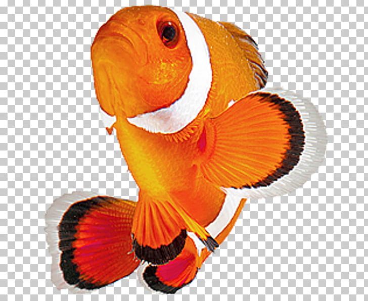 Clownfish Akwarystyka Morska Photography PNG, Clipart, 1080p, Akwarystyka Morska, Animals, Clownfish, Fish Free PNG Download