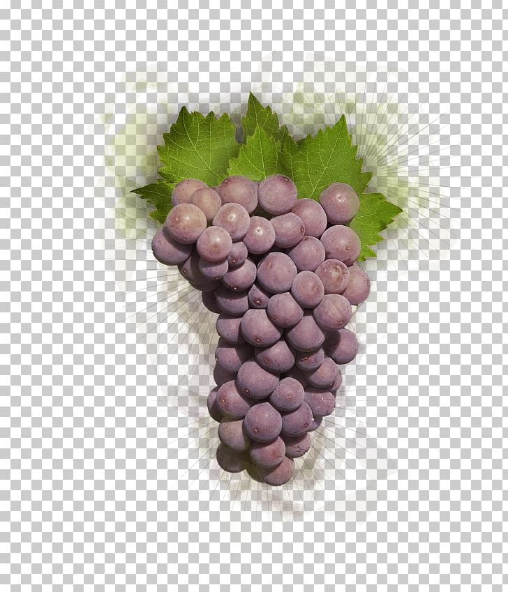 Grapevines Food Lilac Purple PNG, Clipart, Food, Fruit, Fruit Nut, Grape, Grapevine Family Free PNG Download