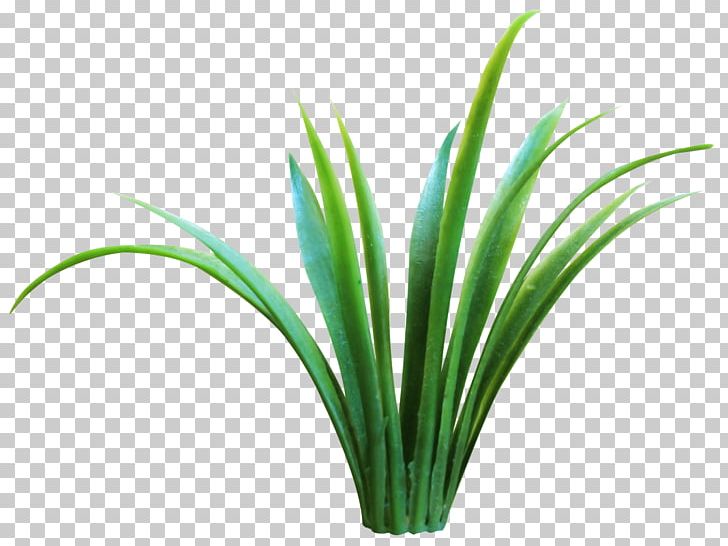 Plant Sweet Grass Grasses Flora PNG, Clipart, Akismet, Animation, Aquarium Decor, Avatar, Computer Icons Free PNG Download
