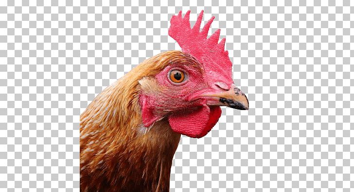 Polish Chicken Computer Icons PNG, Clipart, Beak, Bird, Chicken, Closeup, Computer Icons Free PNG Download