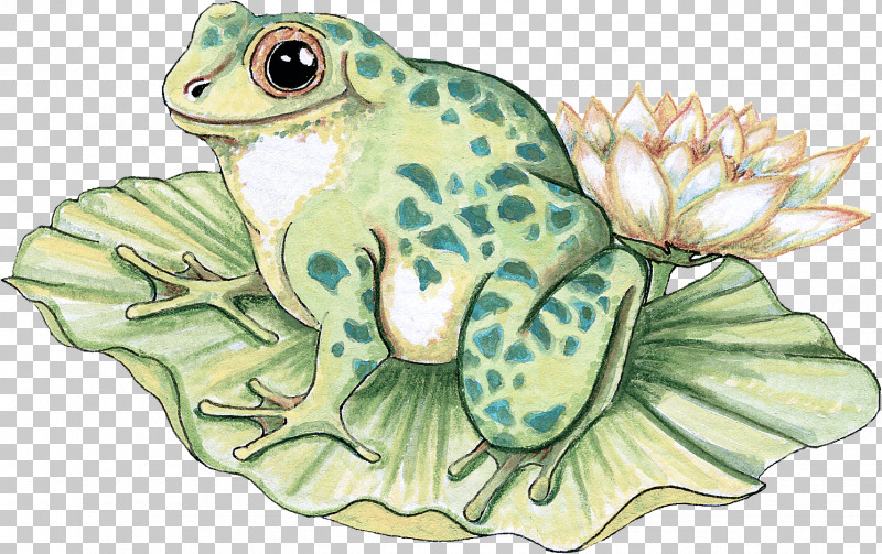 True Frog Toad Frogs Turtles Sea Turtles PNG, Clipart, Biology, Fish, Frogs, Sea, Sea Turtles Free PNG Download