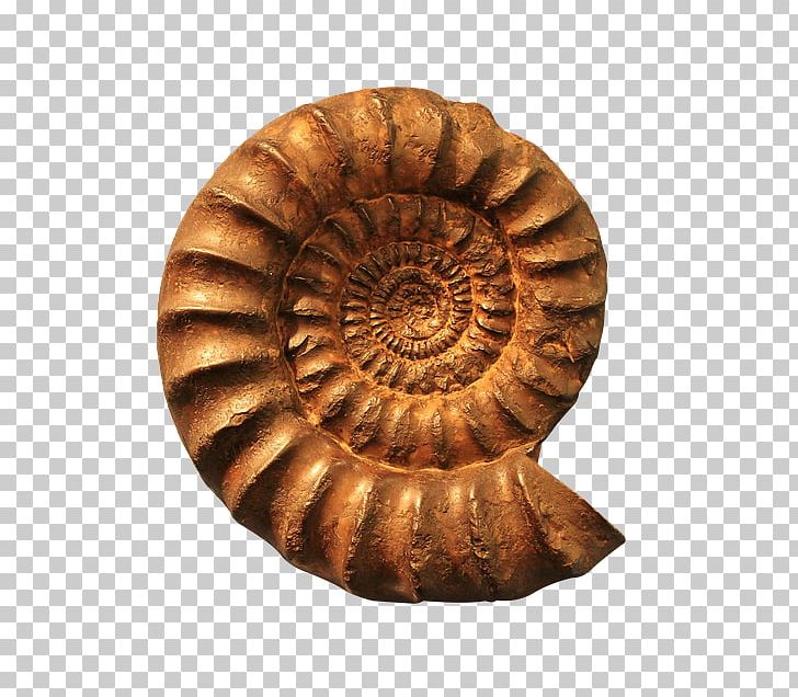 Fossil Nautilidae Goniatite Spiral Seashell PNG, Clipart, Ammonites, Animals, Artifact, Cephalopod, Chemistry Free PNG Download
