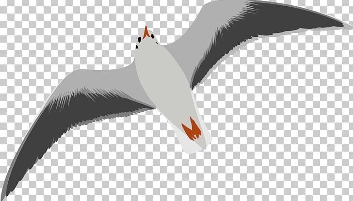 Gulls Bird European Herring Gull PNG, Clipart, Animals, Beak, Bird, Charadriiformes, Clip Art Free PNG Download