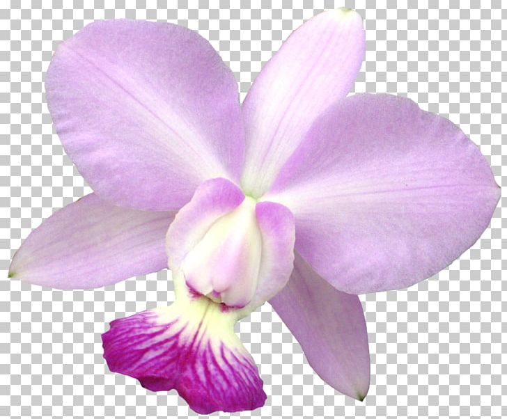 Raster Graphics PNG, Clipart, Cattleya, Cattleya Labiata, Christmas Orchid, Clip Art, Computer Software Free PNG Download