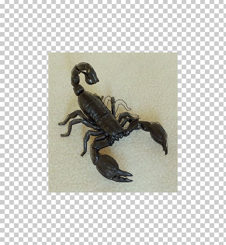Scorpion Honey Bee Insect PNG, Clipart, Aosta Valley, Arizona, Arthropod, Bee, Blog Free PNG Download