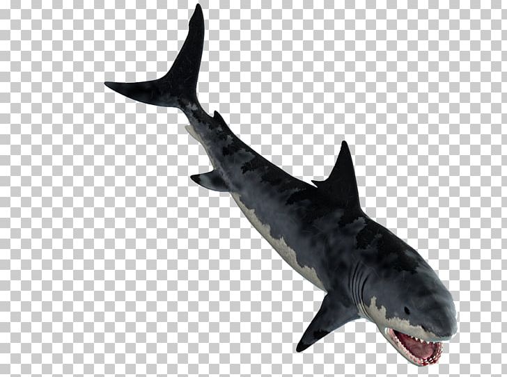 Tiger Shark Great White Shark Lamniformes Requiem Sharks PNG, Clipart, Biology, Carcharhiniformes, Cartilaginous Fish, Fauna, Fin Free PNG Download