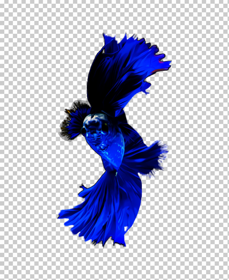 Feather PNG, Clipart, Blue, Cobalt Blue, Costume Accessory, Electric Blue, Feather Free PNG Download