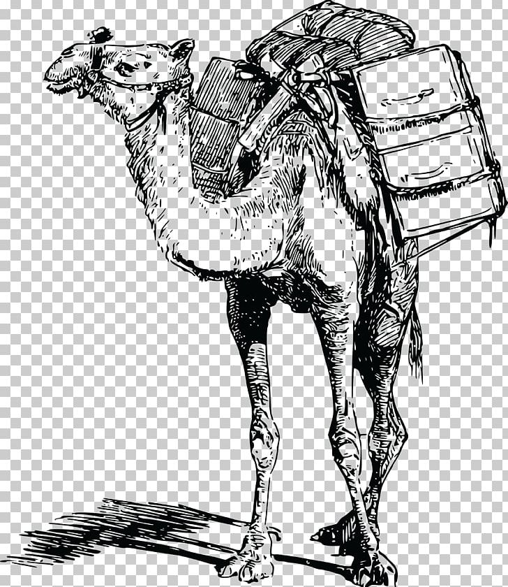Bactrian Camel Dromedary Llama Pack Animal PNG, Clipart, Animal, Arabian Camel, Art, Bactrian Camel, Black And White Free PNG Download