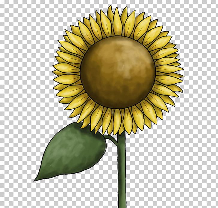 Common Sunflower PNG, Clipart, Blog, Common Sunflower, Daisy Family, Flower, Flowering Plant Free PNG Download