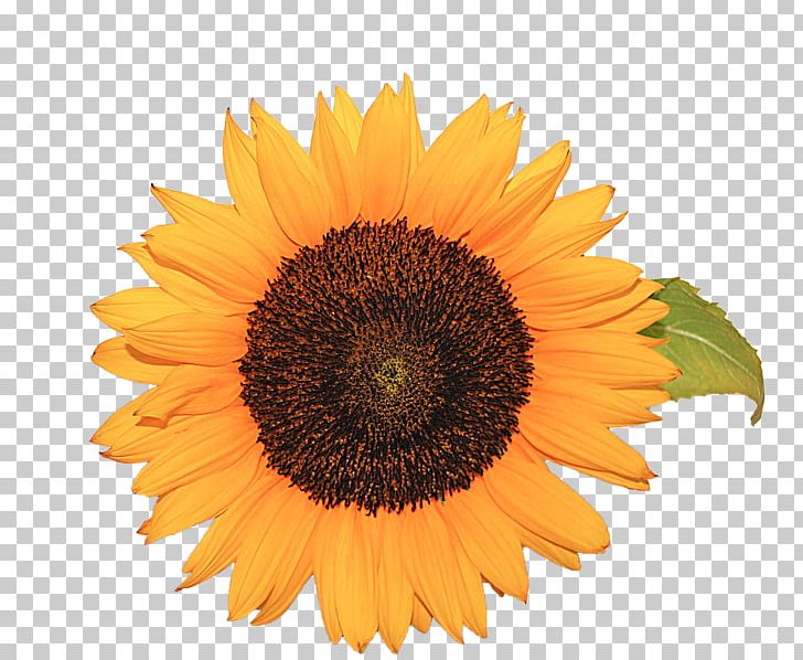 Common Sunflower Sunflower Seed Daisy Family PNG, Clipart, Annual Plant, Closeup, Common Daisy, Common Sunflower, Daisy Family Free PNG Download