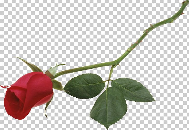 Desktop Rose Red High-definition Television Flower PNG, Clipart, 1080p, Branch, Bud, Cut Flowers, Desk Free PNG Download