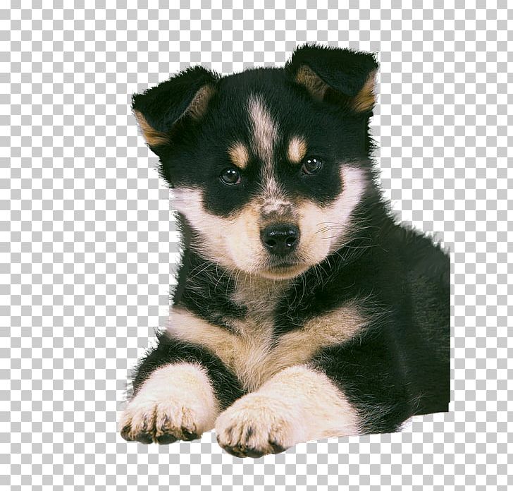 Lapponian Herder Siberian Husky Puppy Sakhalin Husky East Siberian Laika PNG, Clipart, Animals, Breed, Breed Group Dog, Carnivoran, Dog Free PNG Download