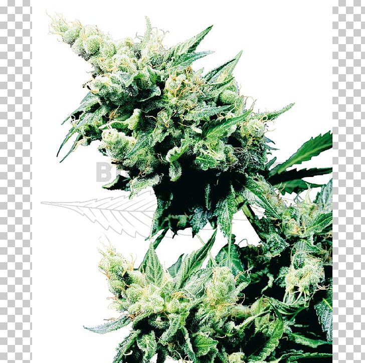 Sensi Seeds Plant Cannabis Marijuana Hashish PNG, Clipart, Cannabis, Cultivar, Flower, Food Drinks, Hash Free PNG Download