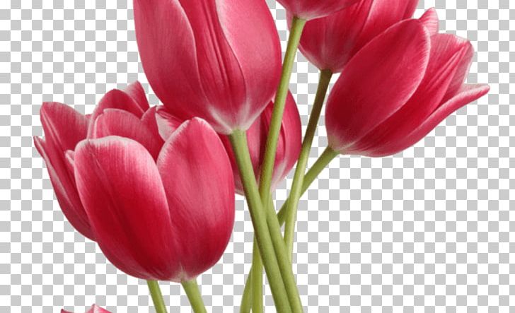 Tulip Flower PNG, Clipart, Bud, Computer Icons, Cut Flowers, Desktop Wallpaper, Flower Free PNG Download