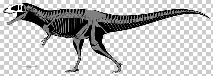 Carcharodontosaurus Tyrannosaurus Allosaurus Acrocanthosaurus Eocarcharia PNG, Clipart, Acrocanthosaurus, Allosaurus, Animal Figure, Artwork, Beak Free PNG Download