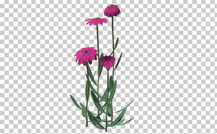 Cut Flowers Plant Stem Herbaceous Plant PNG, Clipart, Cut Flowers, Floating Flower, Flora, Floral Design, Flower Free PNG Download