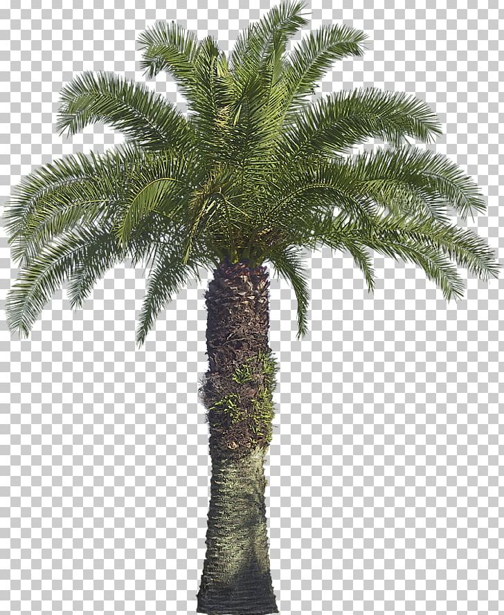 Arecaceae Tree Coconut Babassu Areca Palm PNG, Clipart, African Oil Palm, Arecaceae, Arecales, Areca Palm, Attalea Free PNG Download