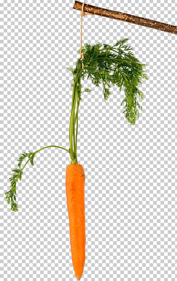 Fototapeta Carrot Stick Figure Climbing Png Clipart Carrot Climbing Du Hast Film Still Flowerpot Free Png