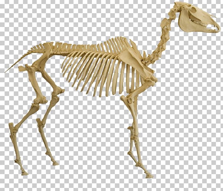 Skeletal System Of The Horse Skeleton Spinosaurus Bone PNG, Clipart, Animal, Animal Figure, Brown Pelican, Equine Anatomy, Extinction Free PNG Download