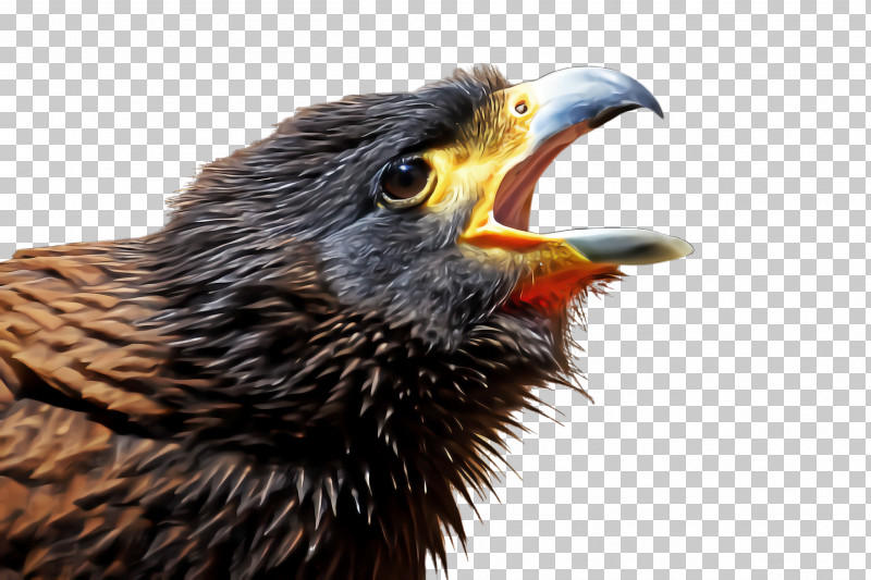 Bird Beak European Starling Cuckoo Eagle PNG, Clipart, Beak, Bird, Blackbird, Cuckoo, Eagle Free PNG Download
