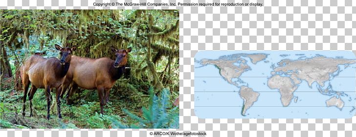 Cattle Wildlife Ecosystem Fauna Mammal PNG, Clipart, Cattle, Cattle Like Mammal, Ecosystem, Fauna, Grass Free PNG Download