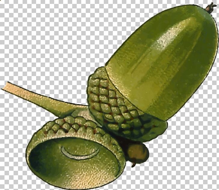 Embryophyta Acorn Oak PNG, Clipart, Acorn, Download, Embryophyta, Food, Fruit Free PNG Download