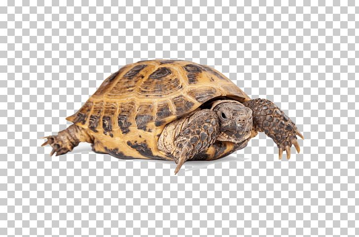 Japanese Bobtail Turtle African Spurred Tortoise Reptile Dog PNG, Clipart, African Spurred Tortoise, Animal, Animals, Bearded Dragon, Box Turtle Free PNG Download