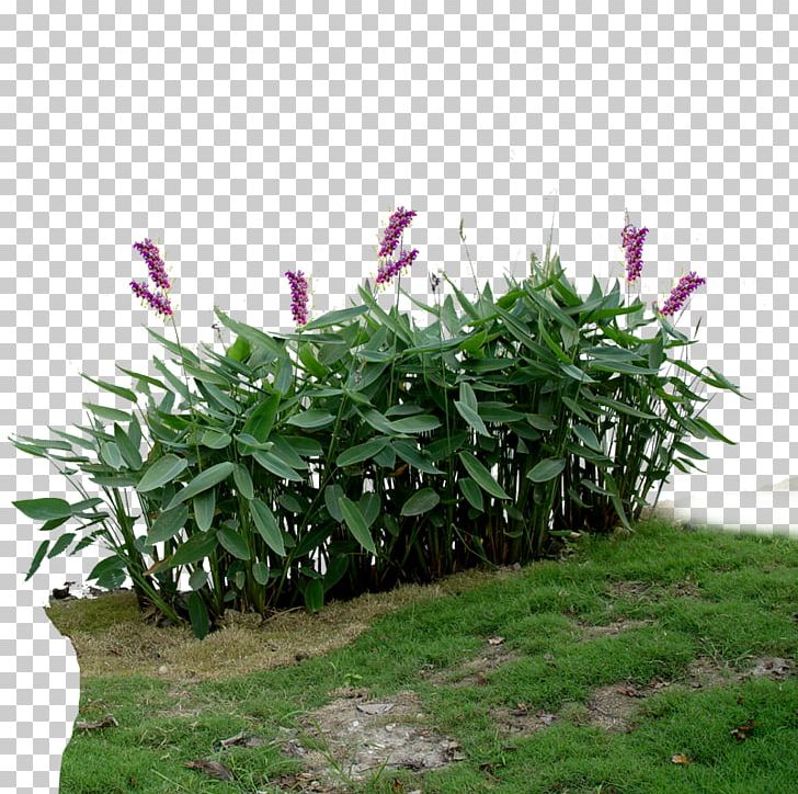 Aquatic Plant Viridiplantae Landscape PNG, Clipart, Annual Plant, Color Model, Creative Artwork, Creative Background, Creative Graphics Free PNG Download