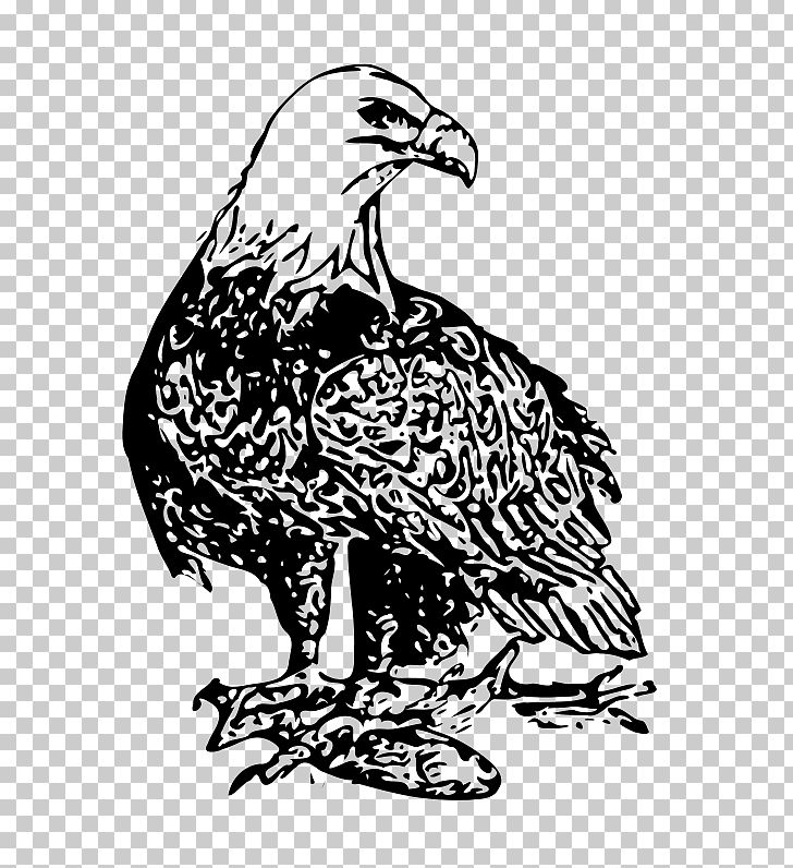 Bald Eagle Drawing PNG, Clipart, Art, Bald Eagle, Beak, Bird, Bird Of Prey Free PNG Download