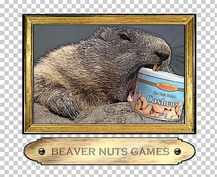 Beaver Wombat Marmot PNG, Clipart, Animals, Beaver, Fauna, Mammal, Marmot Free PNG Download