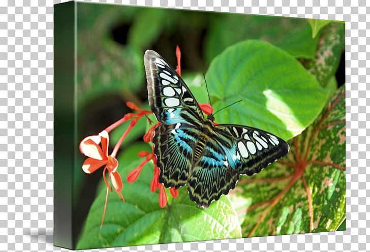 Brush-footed Butterflies Butterfly Gossamer-winged Butterflies Parthenos Sylvia Insect PNG, Clipart, Arthropod, Brush Footed Butterfly, Butterflies And Moths, Butterfly, Information Free PNG Download