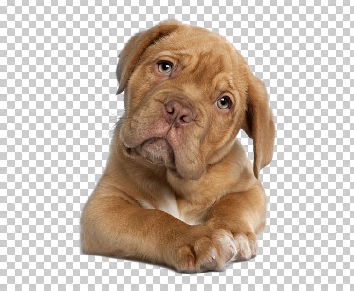 Dogue De Bordeaux English Mastiff French Bulldog Puppy PNG, Clipart, Animals, Bre, Bulldog, Carnivoran, Companion Dog Free PNG Download