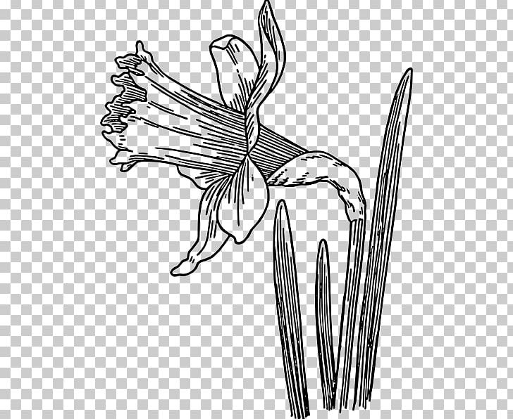 Drawing Daffodil Line Art PNG, Clipart, Artwork, Black And White, Branch, Drawings Of Daffodils, Flora Free PNG Download