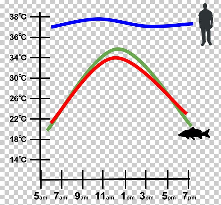 Ectotherm Endotherm Thermoregulation Snake Graph Of A Function PNG, Clipart, Angle, Animals, Area, Biology, Brand Free PNG Download